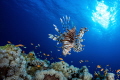 A wonderful dive in the morning when the sun came out and the lionfish was approaching the reef.