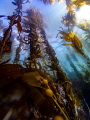 Anacapa, Channel Islands, California. Giant Kelp and a sunny day made for beautiful conditions.