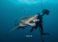 Lemon shark feeding