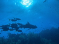 Carribean Reef Shark followed by a school of Jacks off Long Cay Reef, Belize.