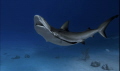 A Caribbean Reef Shark. Photo created with a Nikon D90 and Ikelite enclosure.