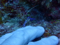 This is a photo of a Pederson Cleaner Shrimp reaching out to grab ahold of fingertips. Pederson Shrimp are very small and translucent, which can make them difficult to find. They live along with anemones and have blue spots and stripes on their body.