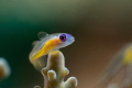 This is a pink-eyed goby which usually hovers above finger corals and sometimes rests on it. They have beautiful pinkish/ reddish eyes which makes them very beautiful to photograph, tiny as they are. Taken in Anilao, Batangas.