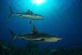caribean reef sharks,nikon D800E, tokina lens 10.17mm,two ikelite strobe DS125,aquatica housing.