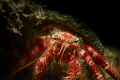 Hermit Crab (Dardanus Calidus);I took this photo in the Aegean sea at 10 meters deep at shore diving,
