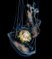 This is an image of a fish riding a jellyfish on a blackwater dive in Anilao, Batangas, Philippines. The fish and the jellyfish are in a commensalism relationship. The baby fish is seeking refuge from the jellyfish from its natural predators.