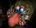 This is a photo of a mantis shrimp carrying her eggs. The mantis shrimp was curious and wants to investigate the lightning flashes coming her way. :)