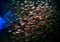 glas fish glas fish