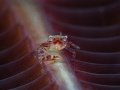 This is a photo of the tiny creature fondly called the seapen crab. Taken in Anilao Batangas Philippines. This is a photo of the tiny creature fondly called the seapen crab. Taken in Anilao Batangas Philippines.