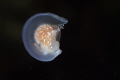 First UW photo entry ever.  Nudibranchs are my favorite macro subjects I found this guy drifting in the water column.