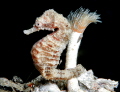 Hippocampus fuscus attached to Sabella pavonina