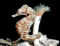 Hippocampus fuscus attached to Sabella pavonina Hippocampus fuscus attached to Sabella pavonina