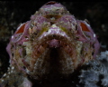 This is a photo of a photo of a pink scorpionfish waiting for his prey beside hard corals. They re naturally ugly  it took much effort to beautify this one. Taken in Coconut Site  Anilao  Batangas.