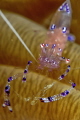 Sarasvati anemone shrimp  Ancylomenes sarasvati