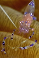 Sarasvati anemone shrimp Ancylomenes sarasvati Sarasvati anemone shrimp Ancylomenes sarasvati