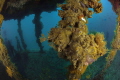 New Home
PMB is a sunken minesweeper to form an artificial reef. It recruited neighbouring marine life and is now fully colonised. New Home
PMB is a sunken minesweeper to form an artificial reef. It recruited neighbouring marine life and is now fully colonised.