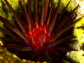 sea urchin Panasonic GH4 Olympus lens 60mm two sea and sea strobe D2 Nauticam housing. sea urchin Panasonic GH4 Olympus lens 60mm two sea and sea strobe D2 Nauticam housing.