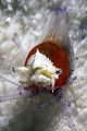 Crown Shrimp
Periclimenes koronensis/Cuapetes kororensis