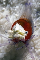 Doubletooth Soldierfish eye detail
Myripristis hexagona Doubletooth Soldierfish eye detail
Myripristis hexagona