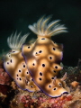 This is a photo of couple nudibranchs  probably after mating or about to do so. Taken in Anilao  Batangas  Philippines.