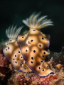 This is a photo of couple nudibranchs probably after mating or about to do so. Taken in Anilao Batangas Philippines. This is a photo of couple nudibranchs probably after mating or about to do so. Taken in Anilao Batangas Philippines.