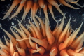 Reaching out
False plum anemones communicate with each other Reaching out
False plum anemones communicate with each other