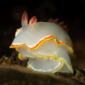 nudibranch taken in Los Arcos_Puerto Vallarta_ 2022
Canon 100mm t1/250 f/20 iso160 nudibranch taken in Los Arcos_Puerto Vallarta_ 2022
Canon 100mm t1/250 f/20 iso160