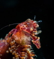 This is a photo of a feeding pregnant seapen crab. Taken in Anilao  Batangas  Philippines