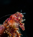 This is a photo of a feeding pregnant seapen crab. Taken in Anilao Batangas Philippines This is a photo of a feeding pregnant seapen crab. Taken in Anilao Batangas Philippines