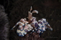 Harlequin shrimp Hymenocera picta Harlequin shrimp Hymenocera picta