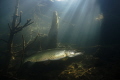 Pike Esox lucius Pike Esox lucius