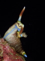 I was lucky to see this nudibranch before other divers from our group found it. I had plenty of time to watch and shoot while the subject posed for the shot. I was lucky to see this nudibranch before other divers from our group found it. I had plenty of time to watch and shoot while the subject posed for the shot.