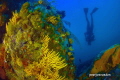 Colorful Boat Rock Dive Site near Simons Town South Africa Colorful Boat Rock Dive Site near Simons Town South Africa