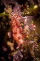 Pink Telja nudibranch_2022
 Canon 60 mm t1/200 f/18 iso 100 