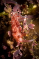 Pink Telja nudibranch_2022
Canon 60 mm t1/200 f/18 iso 100 Pink Telja nudibranch_2022
Canon 60 mm t1/200 f/18 iso 100