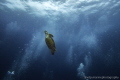A hawksbill turtle ascends to the surface for a fresh breath of air.