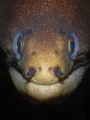 Goldentail moray eel portrait