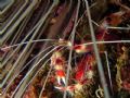 Banded coral shrimp, peeking between antennae and spines of sea urchin. Curacao, Sea and Sea, DX5000, single strobe.