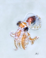 Baby Octopus 
Octopus Larval stage 
Bonfire diving
