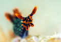 This is a photo of a juvenile nudibranch - nembrotha kubaryana. Taken in the dusty waters of Montani dive site in Puerto Galera, Philippines.