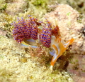 Beautiful rare nudibranch, quatro colour.