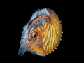 Paper nautilus with skin