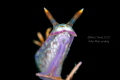 Nudibranch in classic pose captured in Anilao