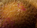 Extreme closeup of a living Razor coral on the reef at Kwajalein Atoll, Marshall Islands