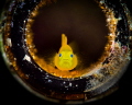 This is a photo of a yellow goby (Gobiodon Okinawae) found inside a beer bottle. Taken in Anilao, Philippines.