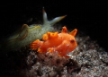 a frogfish with a nudibranch  together side by side. even different species  but they need each others. just like us.