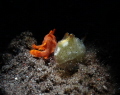 this is another photo of nudi   frogfish  stay together  sit together  side by side. how adorable they are 