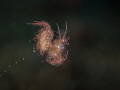 Flying Phycocaris simulans Flying Phycocaris simulans