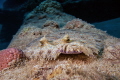 Flounder Flounder
