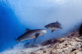 Tiger sharks Tiger sharks